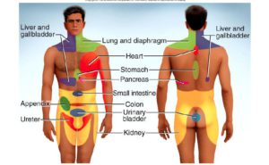 referred pain, afgeleide pijn, lage rugpijn, nieren, gezondheid