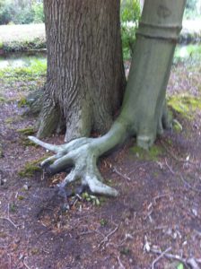 Knuffelende bomen. gezondheid.JeanineTheunissen.weerstand, geluk, anti-stress,workshop