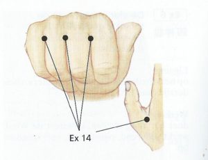 acupressuur EX14 - zwemvliesjes.hoofdpijn-nekpijn, gezondheid-workshops