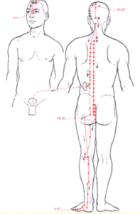 Blaasmeridiaan - rugpijn, hoofdpijn, stress, gezondheid, workshops